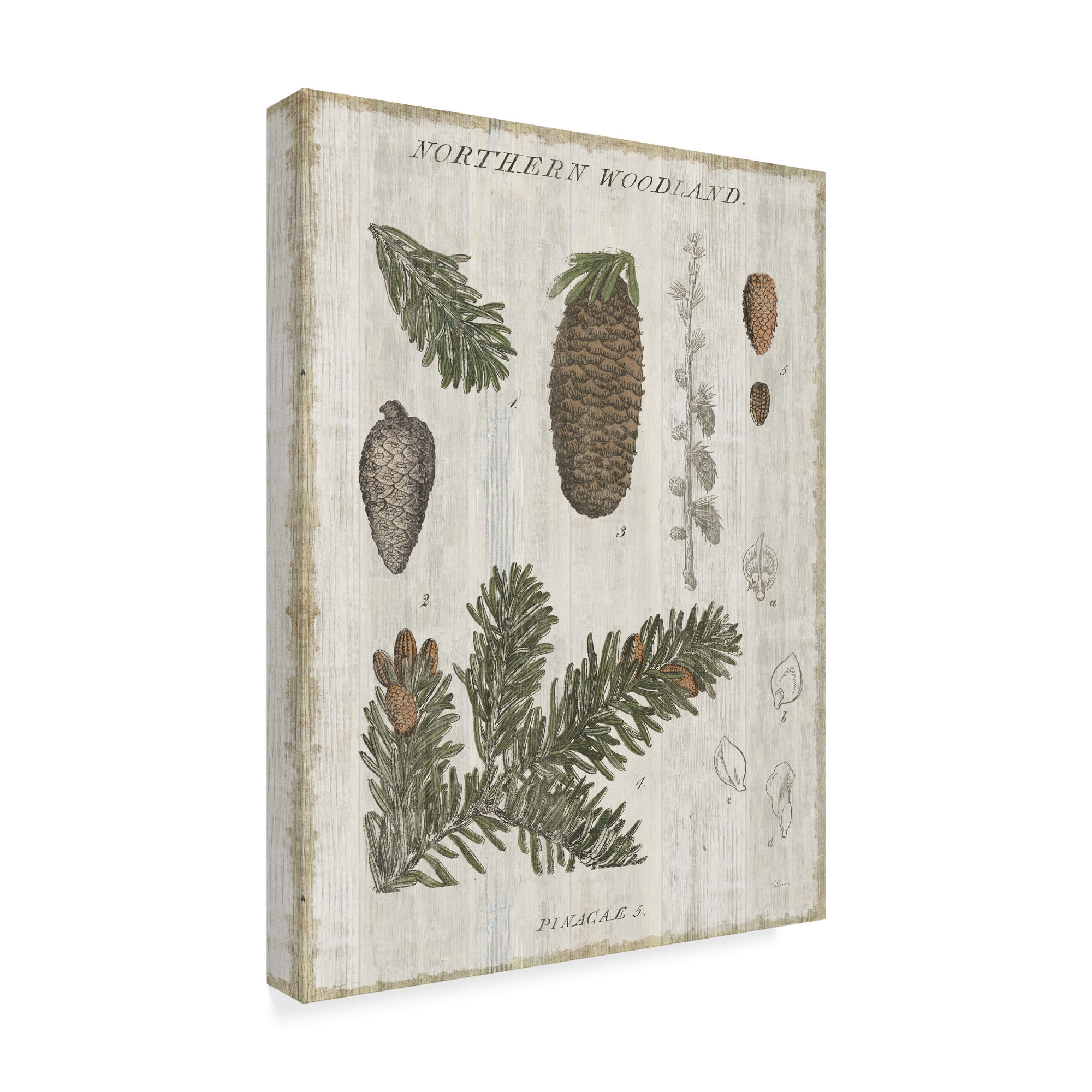 Trademark Fine Art 'Woodland Chart IV' Canvas Art by Sue Schlabach