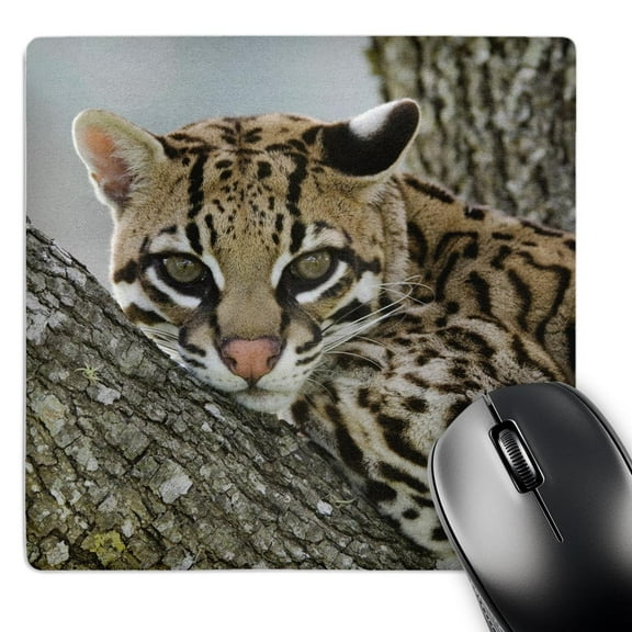 3dRose, Ocelot, mesquite tree, Welder Wildlife Refuge, TX - NA02 RNU0218 - Rolf Nussbaumer, MousePad
