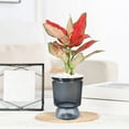 thumbnail image 3 of IPEWLEX Self-Watering Hydroponic Vase for Lucky Bamboo, Roses & Cut Flowers – Transparent Imitation Glass Design with Capillary Wick System – Living Room, Desk & Bedroom Decor, 3 of 5