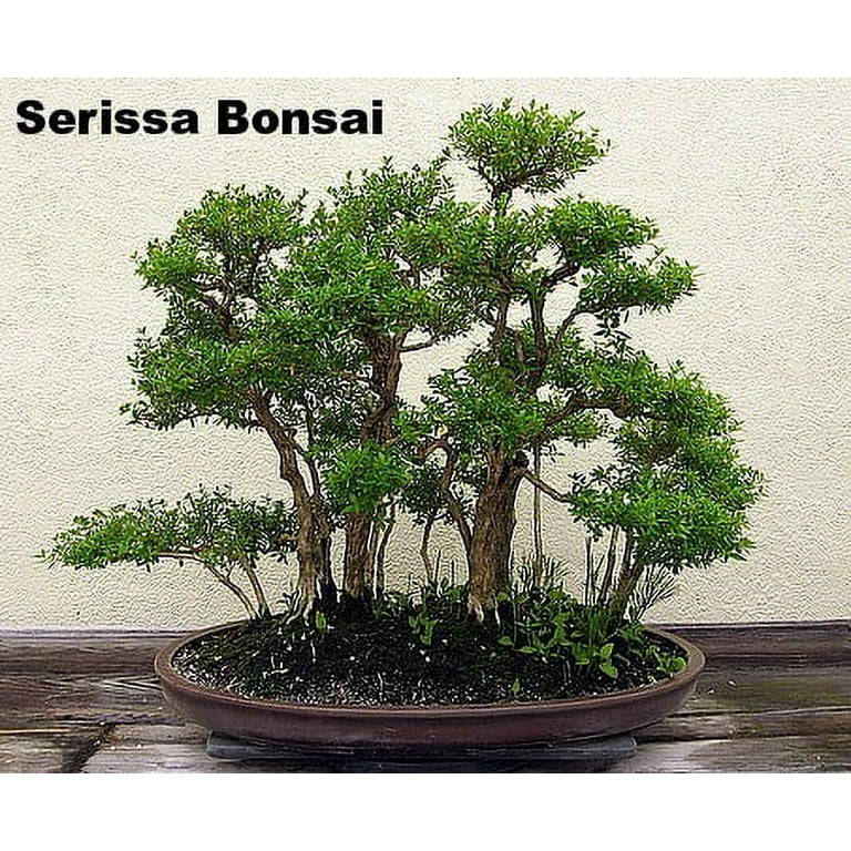 Pink Mountain Serissa Tree - 2.5" Pot - House Plant, Fairy Garden Plant, Bonsai