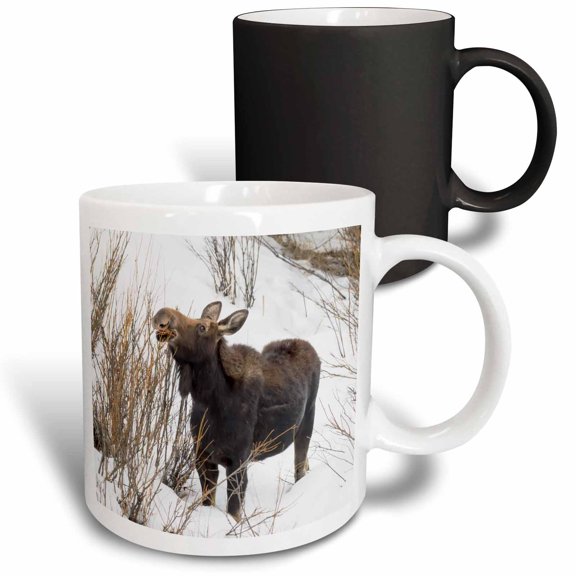 3drose, Usa, Wy, Yellowstone Np. Female Moose Eating Willow Branches in Snow., 11oz Magic Transforming Mug