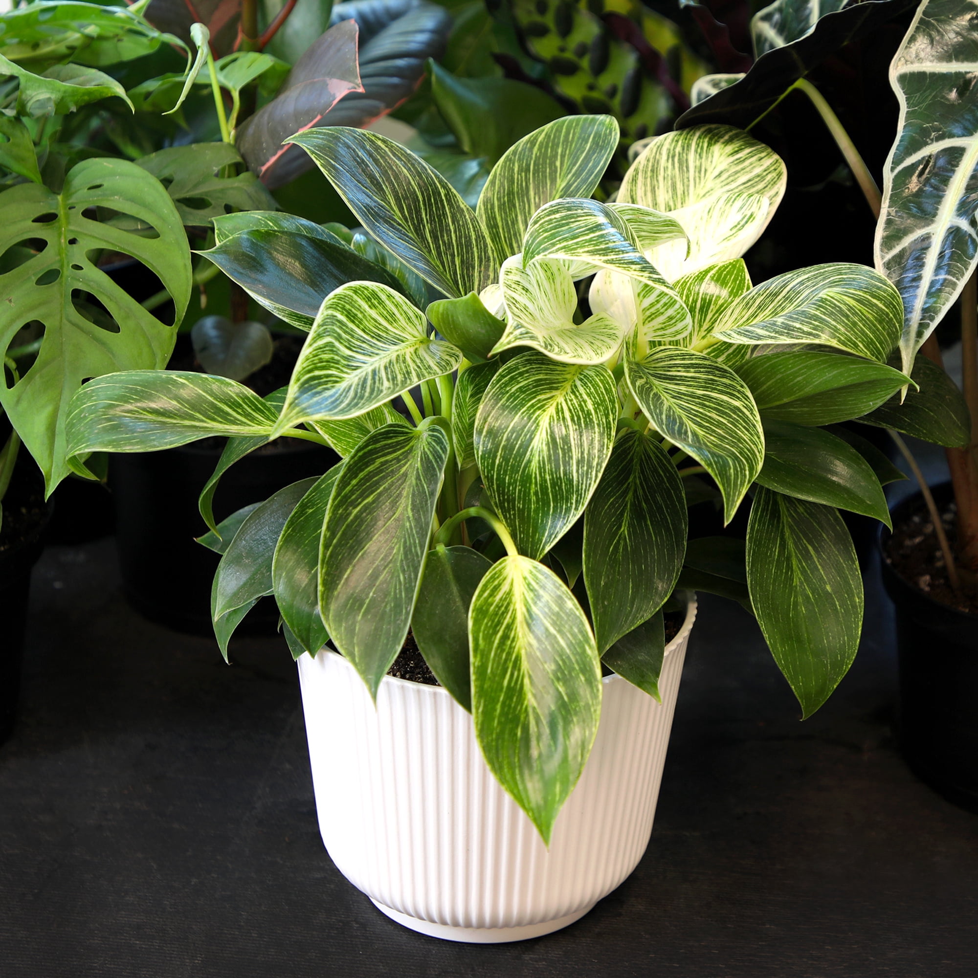 Philodendron Birkin Variegated Houseplant | 6in Decor Pot; Indirect Light | Element by Altman Plants