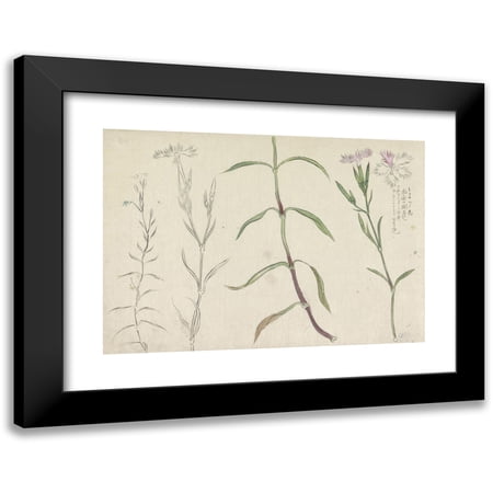 Ishikawa Kazan 14x11 Black Modern Framed Museum Art Print Titled - Sketch Magazine with Studies of a Wild Anjelier (1800 - 1900)