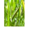thumbnail image 6 of 250 SWEET FLAG GRASS Wetland Pond Acorus Calamus Ornamental Seeds, 6 of 10
