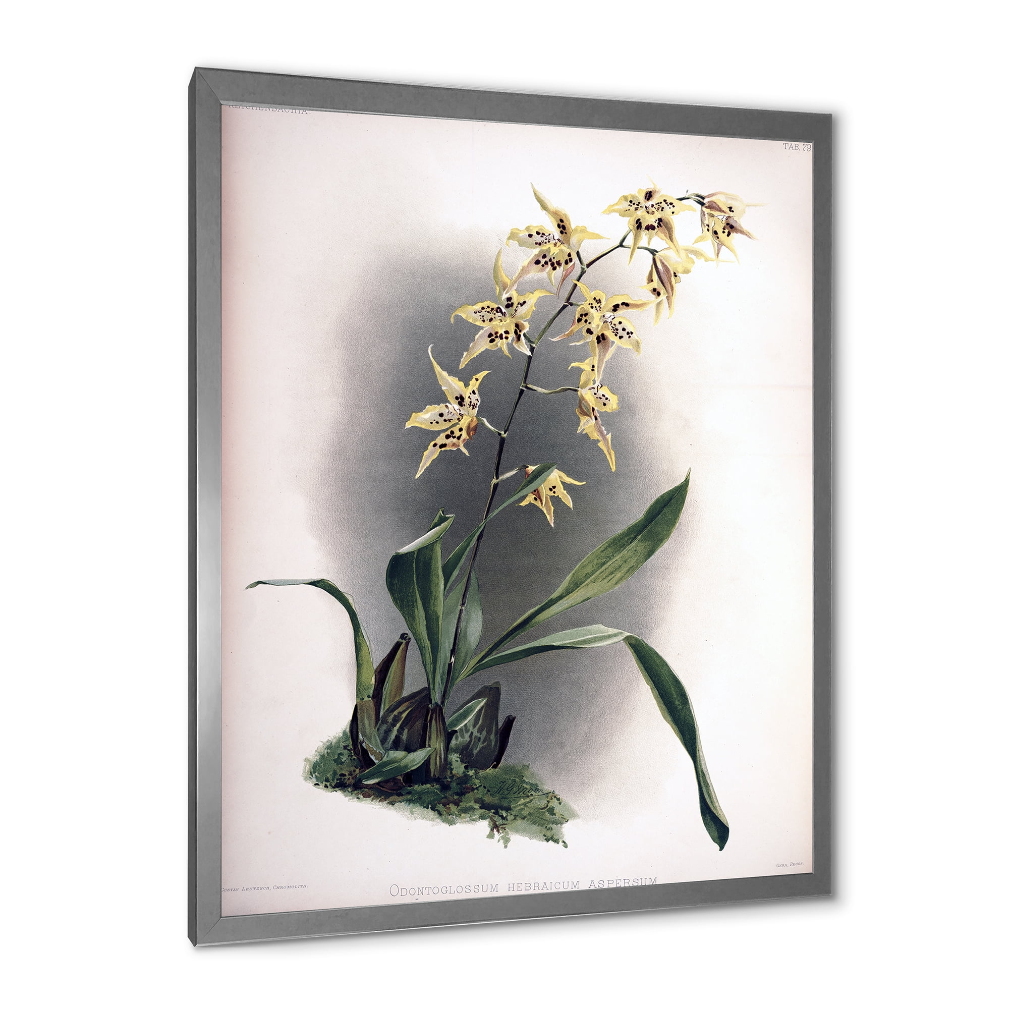 Designart 'Ancient Orchid Flower' Traditional Framed Art Print