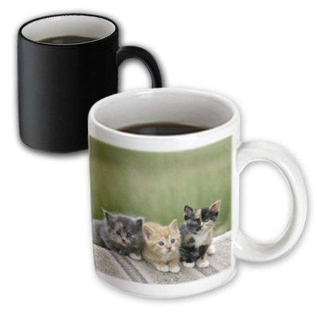 3dRose Rainbow, Shoshone Falls, Twin Falls, Idaho - US13 DFR0453 - David R. Frazier, Magic Transforming Mug, 11oz