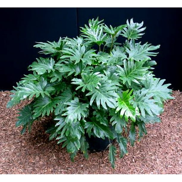 Xanadu/Enzie Philodendron Easy to Grow House Plant 2.5" Pot