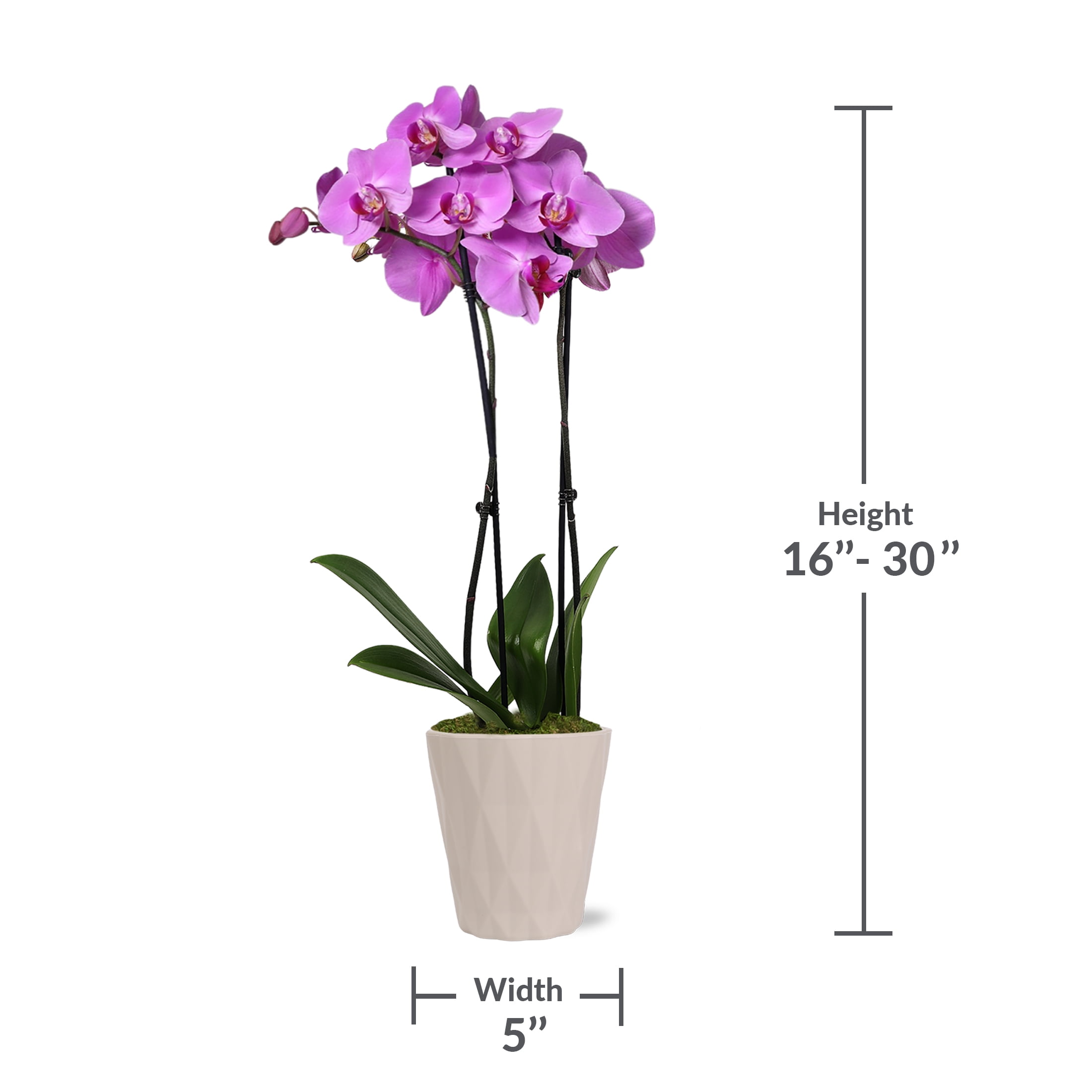Just Add Ice Live Plant 16-30" Tall Premium Pink Purple Orchid in 5" Decorative Clay Pot