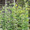 thumbnail image 5 of Cdar 5/10m Garden Plant Climbing Net Vegetable Vine Flower Trellis Support Fence Mesh, 5 of 7