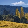 thumbnail image 2 of Rita Crane 4x24 White Modern Wood Framed Wall Art Titled - Autumn Gold II, 2 of 5