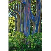 50 Rainbow Eucalyptus Seeds Tree Flower Perennial Flowers Seed 1348