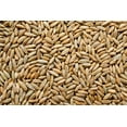 thumbnail image 6 of 300 Wrens Abruzzi WINTER RYE Secale Cereale Grain Cover Crop Seeds, 6 of 8