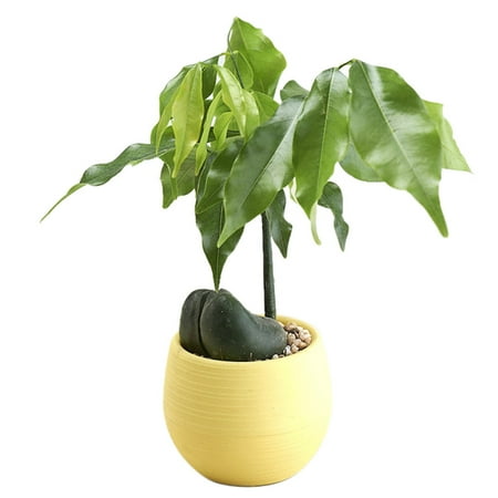 

Mini Colourful Round Flower Pots Home Office Decor Planter