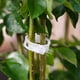 thumbnail image 4 of Clips de Plástico para Soporte de Plantas, Herramienta de Fijación de Injerto de Protección de Vid de Plantas Reutilizable para Suministros de Jardín de Tomates Vegetales,A, 4 of 5