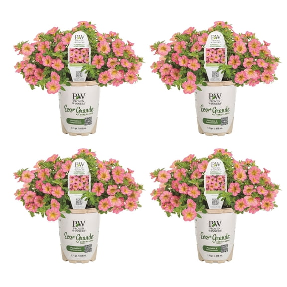 Proven Winners 4" Pink Superbells Honeyberry Calibrachoa Live Plant in 4.25" Pot (4 Count)