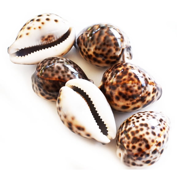 Set of 6 Select Large Tiger Cowrie (Cypraea Tigris) Shell 3"  (76-88 mm) Beach Arts & Crafts