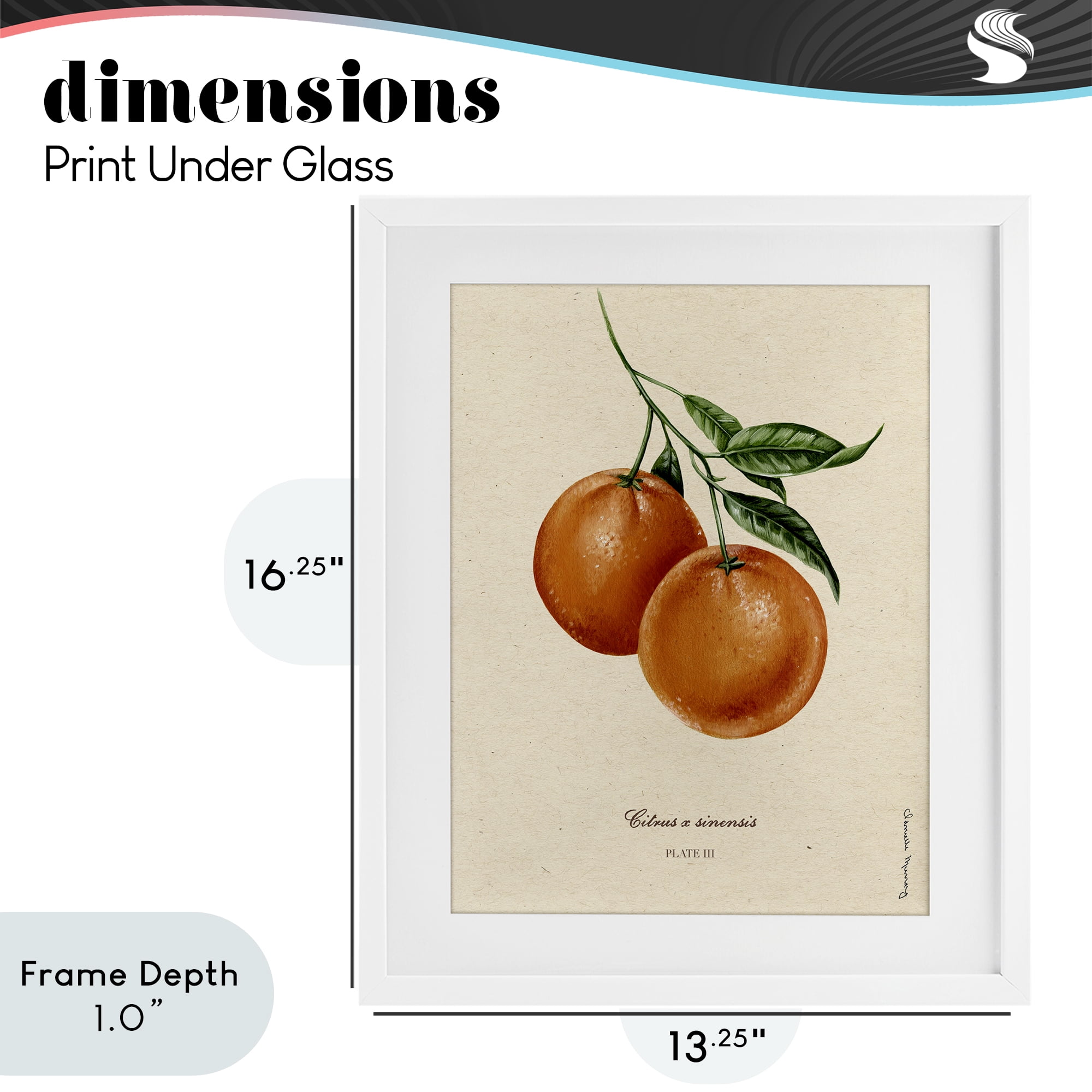 Stupell Industries Orange Fruit Portrait White Framed Print Under Glass, design by Danielle Murray