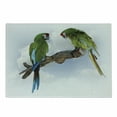 thumbnail image 1 of Parrot Cutting Board, 2 Parrot Macaw on a Branch Talking Birds Clever Creatures of the Nature, Decorative Tempered Glass Cutting and Serving Board, Small Size, Green White Brown, by Ambesonne, 1 of 1