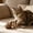 C, variant on Catnip Fishbone Cat Dental Toy, 7" Cat Chew Toy with Natural Silvervine, Healthy Teeth Cleaning Dental Chew Stick Durable Teething Sticks for Indoor Cats & All Cat Breeds with Edible Design,A
