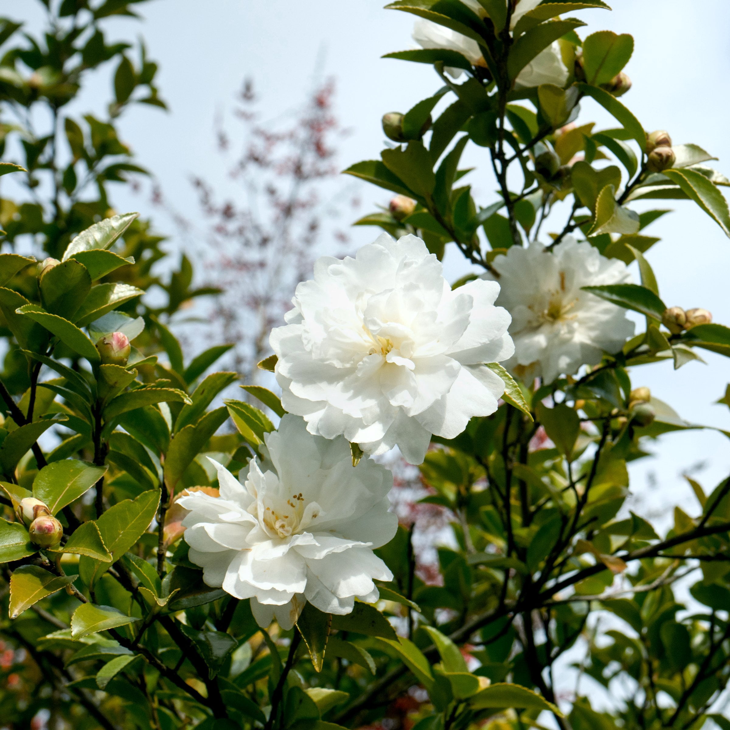 National Plant Network 3 gal. Camellia Sasanqua Asakura Shrub