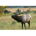 thumbnail image 2 of Bugling Rocky Mountain Elk Wall Mural by Wallmonkeys Peel and Stick Graphic (18 in W x 12 in H) WM230387, 2 of 4