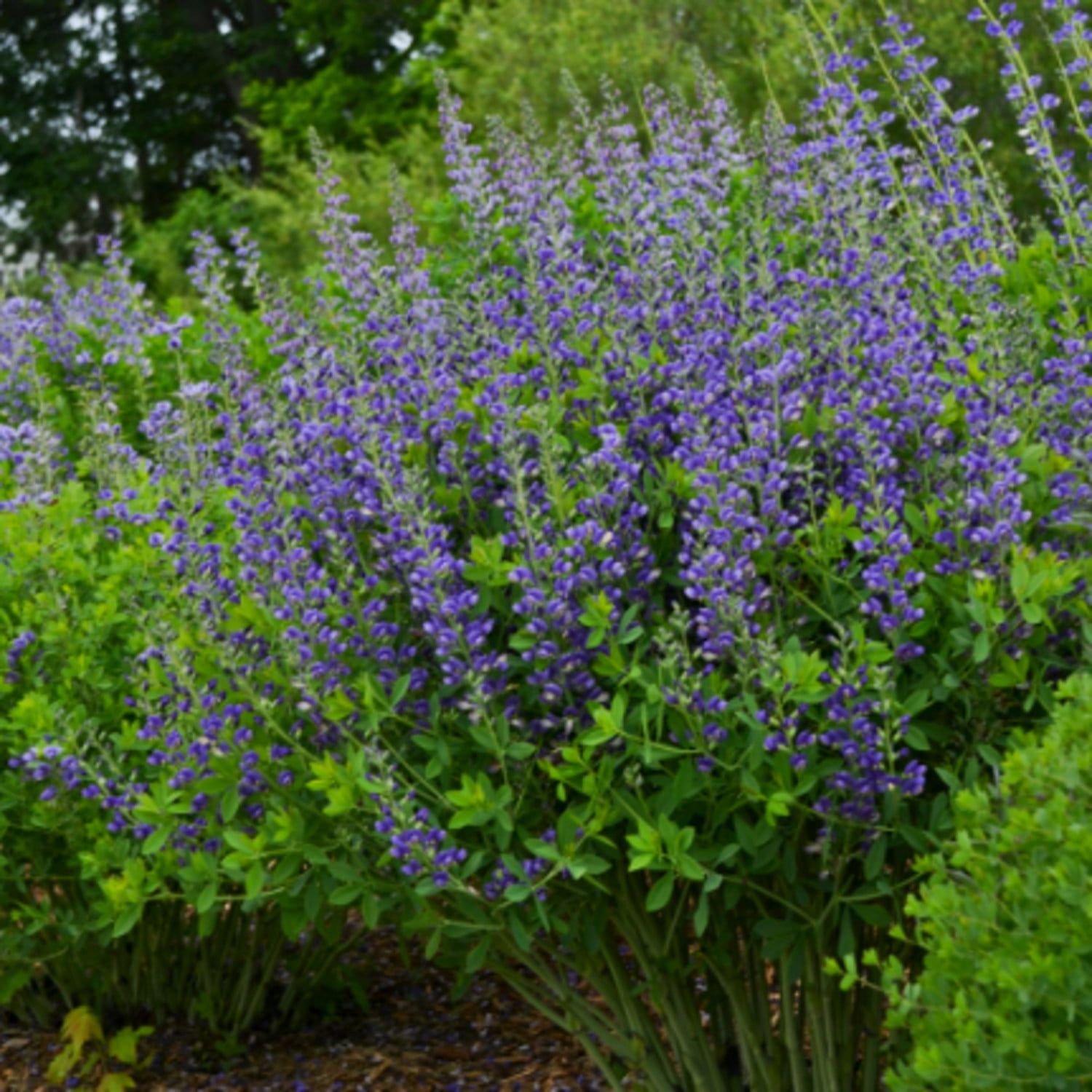 Proven Winners 6" Decadence 'Blueberry Sundae' False Indigo Live Plant in 7.5" Pot