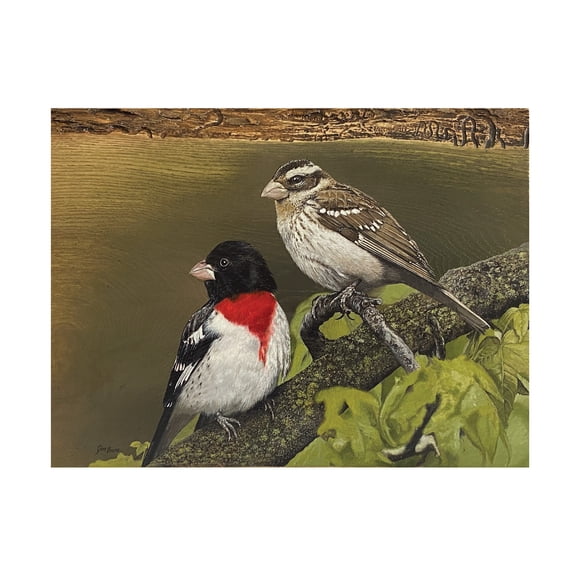 Canvas Wall Art - Jim Brune 'Rose Breasted Grosbeak Pair' Wall Art for Living Room, Bedroom, or Office Décor by Trademark Fine Art - 19 x 14 Inches
