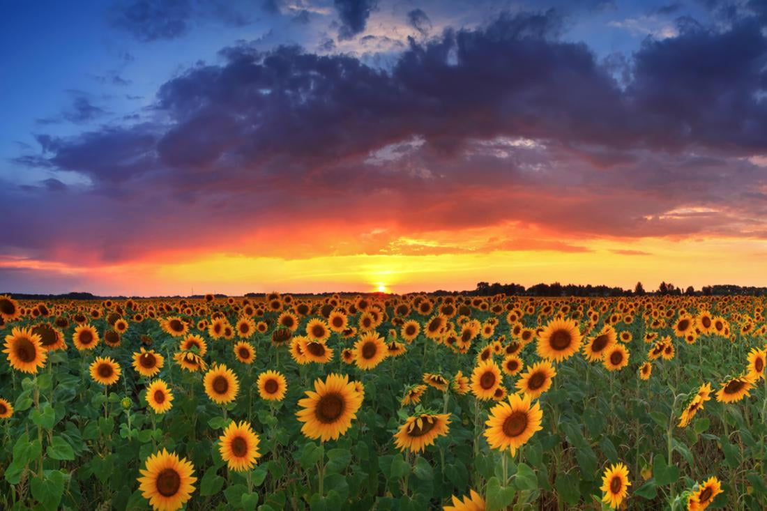 Beautiful Field of Sunflowers on the Sunset Background Country
