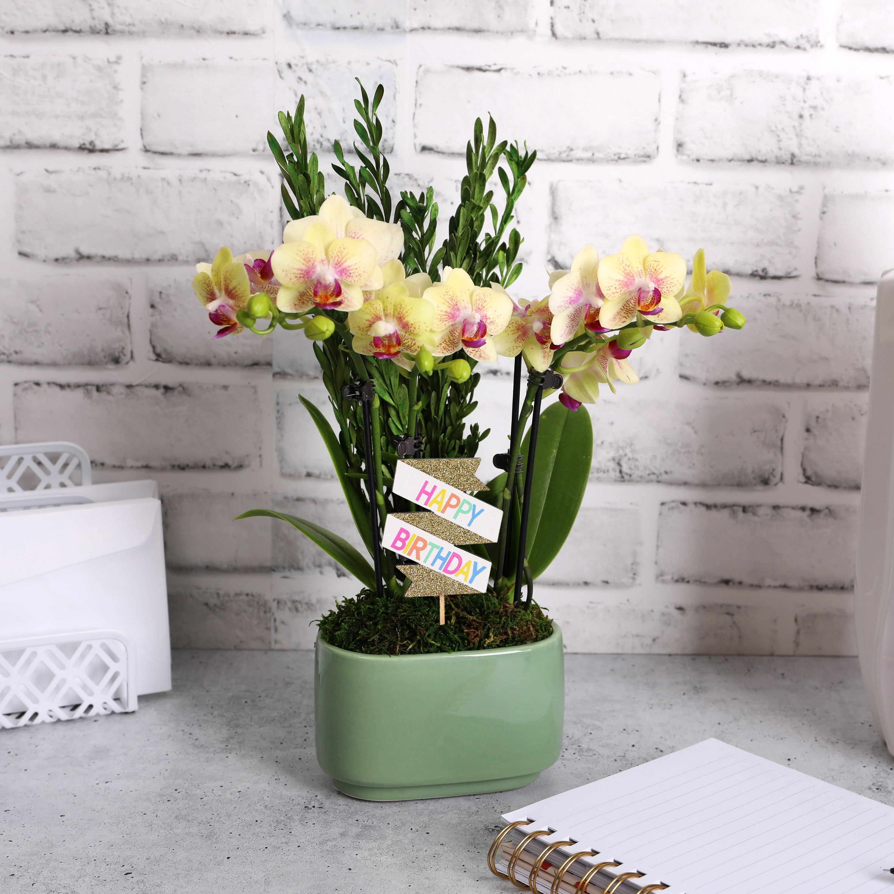 Green Circle Growers 4" Yellow Orchid Duo in Sage Green Jan Pot – Happy Birthday Gift