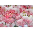 thumbnail image 2 of Jones, Adam 24x17 White Modern Wood Framed Museum Art Print Titled - Light snow on pink dogwood tree in early spring-Louisville-Kentucky, 2 of 4