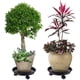 thumbnail image 5 of Paquete de 2 soportes para macetas de resina PP Vhermosa WMJ-0108 con 4 ruedas universales, 5 of 6