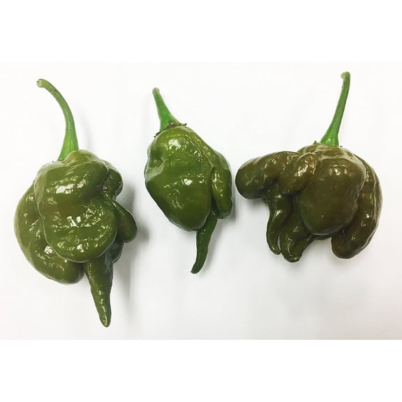Mustard Green Trinidad Scorpion Hot Pepper Premium Seeds Packet