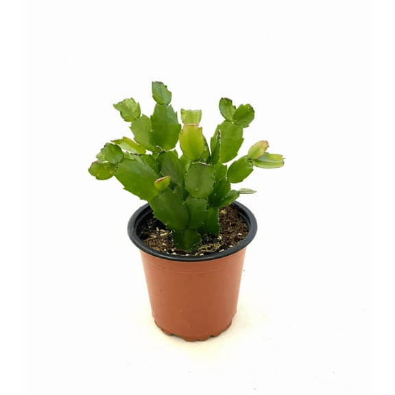 Schlumbergera x Buckleyi Christmas Cactus (S) Live Plant for Planting 4in No Pot