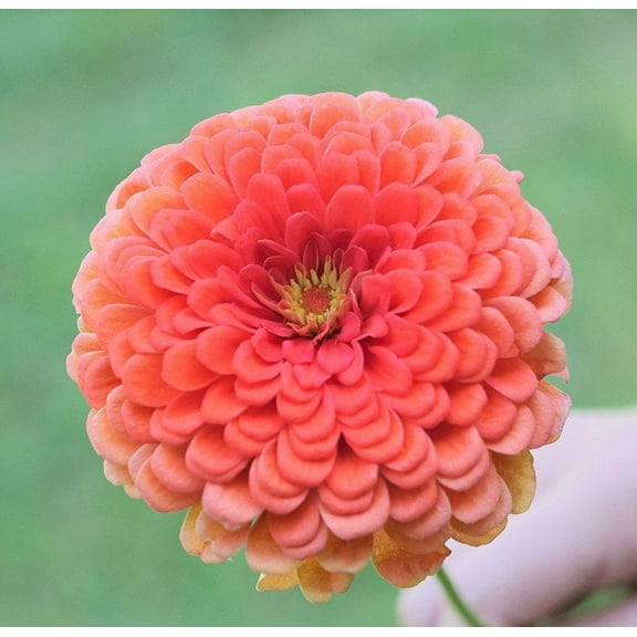 TomorrowSeeds - Coral Beauty Zinnia Seeds - 600 Count - For 2025 Planting Non-GMO Long-Lasting
