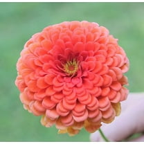 TomorrowSeeds - Coral Beauty Zinnia Seeds - 600 Count - For 2025 Planting Non-GMO Long-Lasting