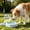 Blue-Free Size/BU, variant on Foldable Pet Water Bottle Portable Dog Cat Travel Bowl Large Capacity Outdoor Hydration Container