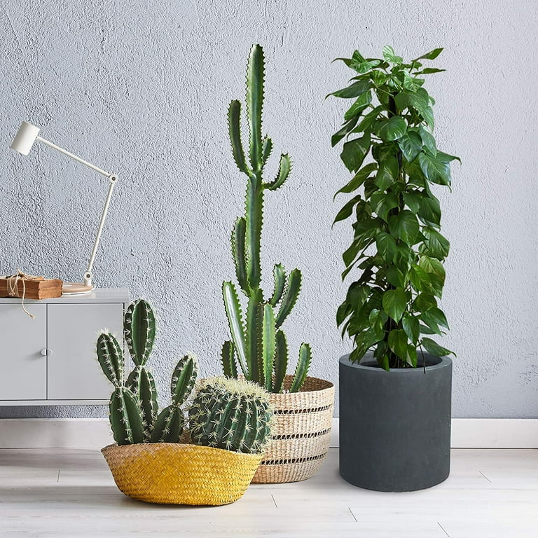 Plant Models Vol 78 - Maxtree
