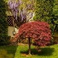 thumbnail image 3 of Red Dragon Japanese Maple Live Tree –1 Gallon, 3 of 6
