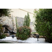 Piedra White Polished Pebble 12 In. X -12 In. 40Lb Bag