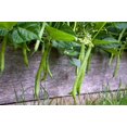 thumbnail image 4 of Blue Lake Bush Green Bean Seeds, 50+ Heirloom Seeds Per Packet, Non GMO Seeds Botanical Name Phaseolus vulgaris, 4 of 6