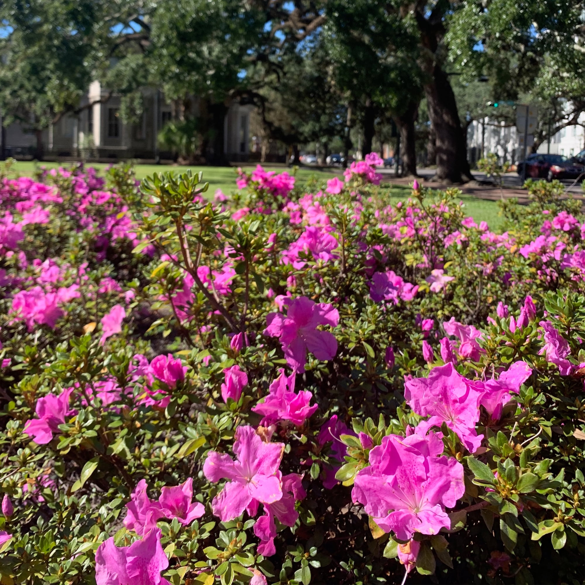 Encore Azalea Autumn Lilac with Purple Blooms Live Shrub