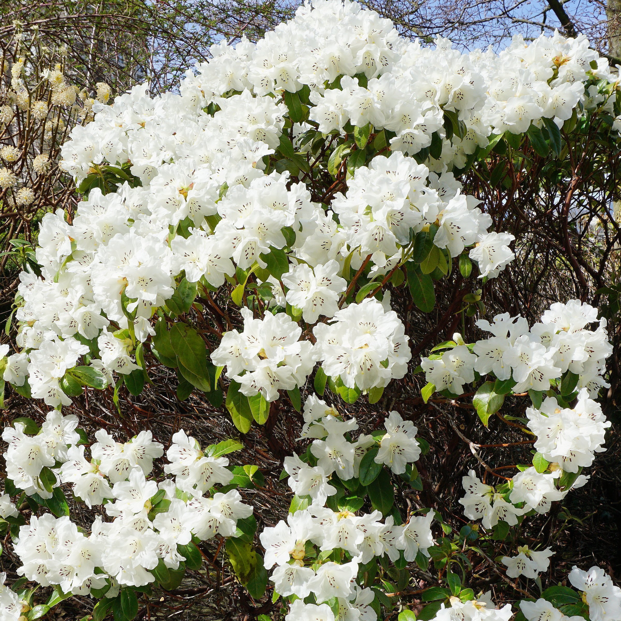 National Plant Network 4 in. Azalea FlorAmore White (3-Pack)