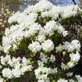 thumbnail image 5 of National Plant Network 4 in. Azalea FlorAmore White (3-Pack), 5 of 10