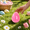 Pink, variant on Easter Moldable Squishie Eggs Squishies, Silent Squeeze Anxiety Relief Balls, Cute Memory Gel Sensory Squishies for Easter Basket Stuffers