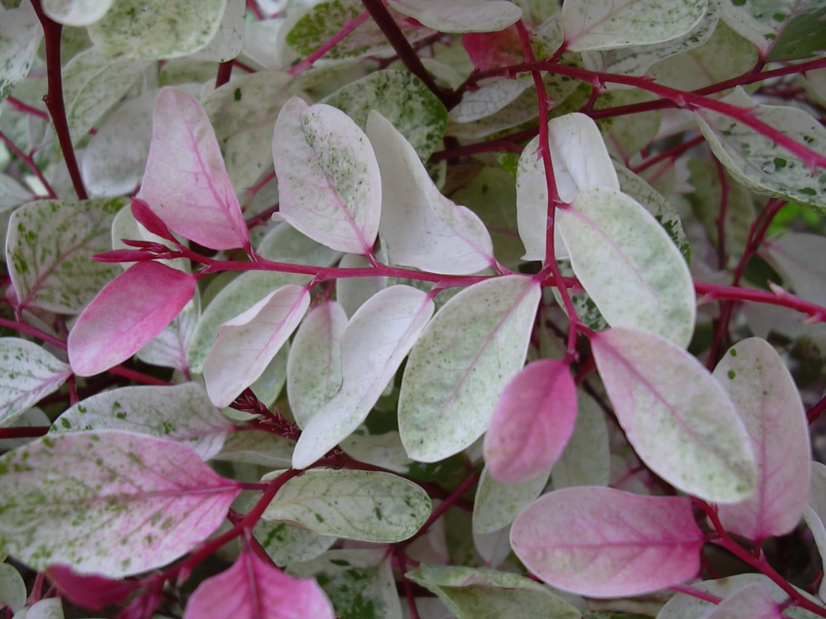 Breynia Disticha Roseopicta Snowbush  3 Live Plants  Ornamental Shrub, Perfect for Indoor & Outdoor Landscaping  Drought Tolerant, Low-Maintenance, Easy-to-Grow Plant