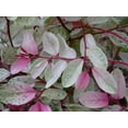 thumbnail image 5 of Breynia Disticha Roseopicta Snowbush  10 Live Plants  Ornamental Shrub, Perfect for Indoor & Outdoor Landscaping  Drought Tolerant, Low-Maintenance, Easy-to-Grow Plant, 5 of 9