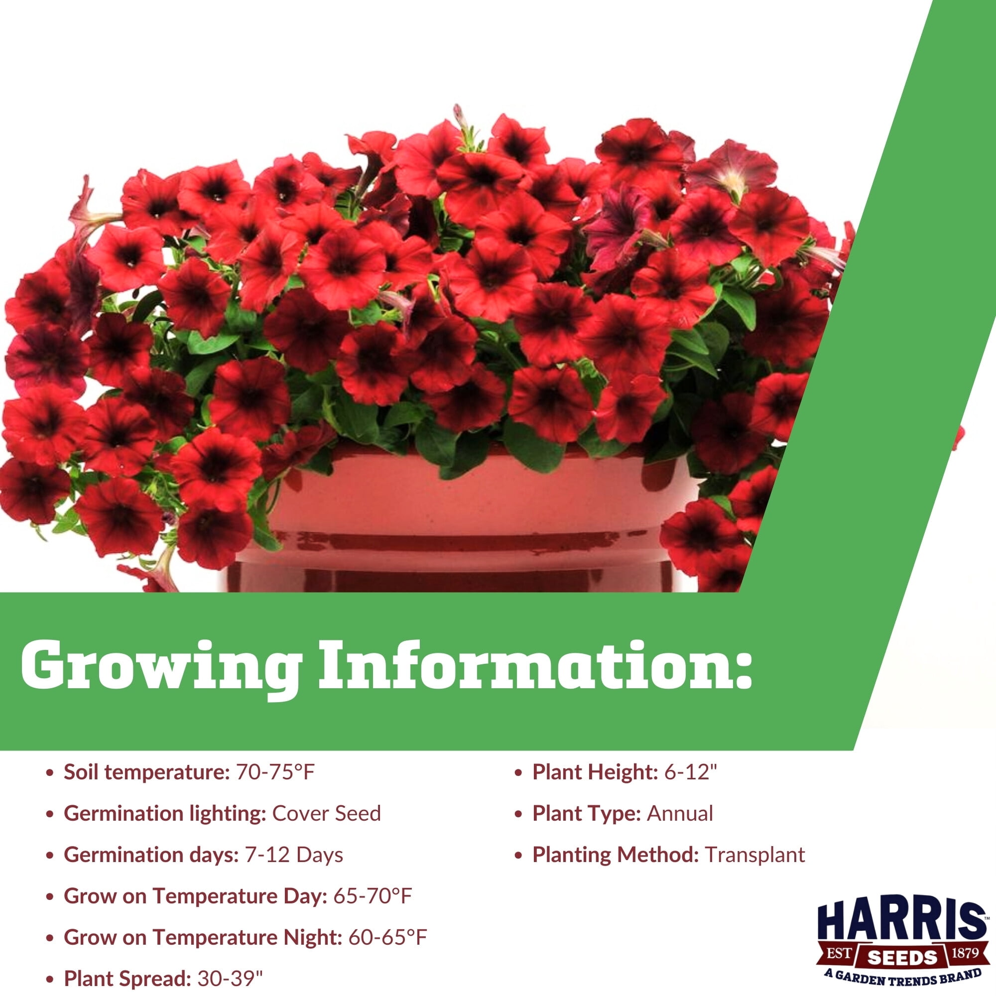 Harris Seeds Petunia Easy Wave Velour Red F1, Annual Flower, 100 Count