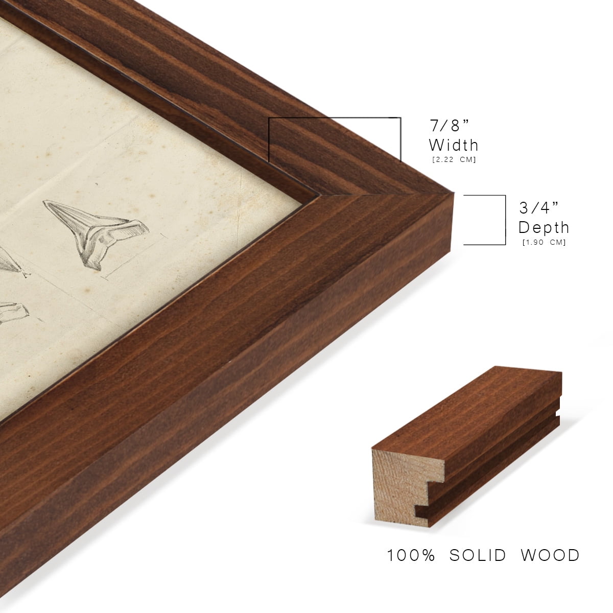 Shark Study II - Framed Print w/glass - Chestnut