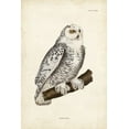 thumbnail image 2 of Selby, John 17x24 Gold Ornate Wood Framed with Double Matting Museum Art Print Titled - Snowy Owl, 2 of 4