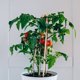 thumbnail image 1 of Phenofice 10Ud Rack De Soporte Para Plantas Trepadoras En Macetas Material ABS Ideal Para Jardín, 1 of 8
